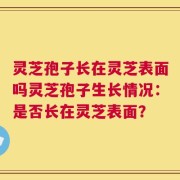 灵芝孢子长在灵芝表面吗灵芝孢子生长情况：是否长在灵芝表面？