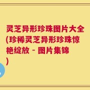 灵芝异形珍珠图片大全(珍稀灵芝异形珍珠惊艳绽放 - 图片集锦)
