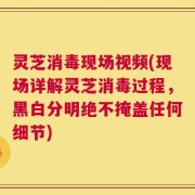 灵芝消毒现场视频(现场详解灵芝消毒过程，黑白分明绝不掩盖任何细节)