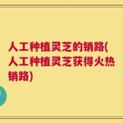 人工种植灵芝的销路(人工种植灵芝获得火热销路)