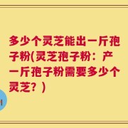 多少个灵芝能出一斤孢子粉(灵芝孢子粉：产一斤孢子粉需要多少个灵芝？)