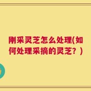 刚采灵芝怎么处理(如何处理采摘的灵芝？)