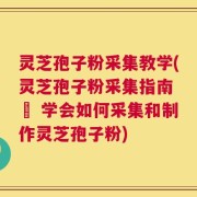 灵芝孢子粉采集教学(灵芝孢子粉采集指南 – 学会如何采集和制作灵芝孢子粉)