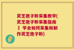 灵芝孢子粉采集教学(灵芝孢子粉采集指南 – 学会如何采集和制作灵芝孢子粉)