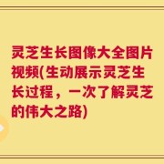 灵芝生长图像大全图片视频(生动展示灵芝生长过程，一次了解灵芝的伟大之路)