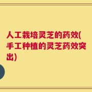 人工栽培灵芝的药效(手工种植的灵芝药效突出)