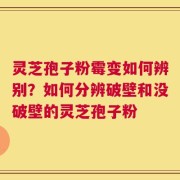 灵芝孢子粉霉变如何辨别？如何分辨破壁和没破壁的灵芝孢子粉