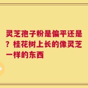 灵芝孢子粉是偏平还是？桂花树上长的像灵芝一样的东西