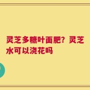 灵芝多糖叶面肥？灵芝水可以浇花吗
