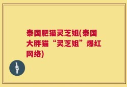 泰国肥猫灵芝姐(泰国大胖猫“灵芝姐”爆红网络)