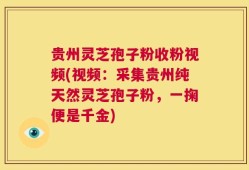 贵州灵芝孢子粉收粉视频(视频：采集贵州纯天然灵芝孢子粉，一掬便是千金)