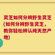 灵芝如何分辨野生灵芝(如何分辨野生灵芝，教你轻松辨认纯天然产地)