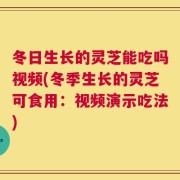 冬日生长的灵芝能吃吗视频(冬季生长的灵芝可食用：视频演示吃法)