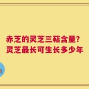 赤芝的灵芝三萜含量？灵芝最长可生长多少年