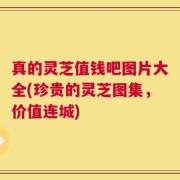 真的灵芝值钱吧图片大全(珍贵的灵芝图集，价值连城)