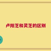 卢阳芝和灵芝的区别