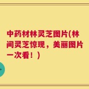 中药材林灵芝图片(林间灵芝惊现，美丽图片一次看！)