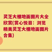 灵芝大棚地面图片大全欣赏(赏心悦目：浏览精美灵芝大棚地面图片合集)