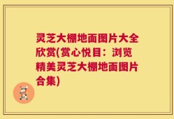 灵芝大棚地面图片大全欣赏(赏心悦目：浏览精美灵芝大棚地面图片合集)