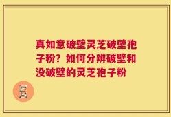真如意破壁灵芝破壁孢子粉？如何分辨破壁和没破壁的灵芝孢子粉