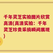 千年灵芝实拍图片欣赏高清(高清实拍：千年灵芝珍贵采摘瞬间展现)