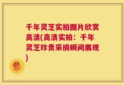 千年灵芝实拍图片欣赏高清(高清实拍：千年灵芝珍贵采摘瞬间展现)