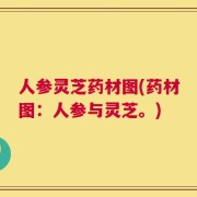人参灵芝药材图(药材图：人参与灵芝。)