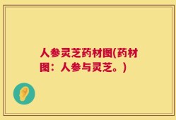人参灵芝药材图(药材图：人参与灵芝。)