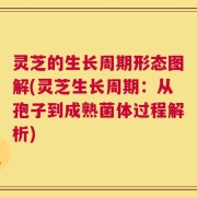 灵芝的生长周期形态图解(灵芝生长周期：从孢子到成熟菌体过程解析)