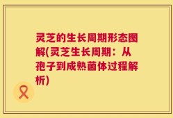 灵芝的生长周期形态图解(灵芝生长周期：从孢子到成熟菌体过程解析)