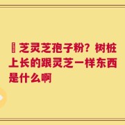 雲芝灵芝孢子粉？树桩上长的跟灵芝一样东西是什么啊