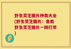 野生灵芝图片种类大全(野生灵芝图片：各类野生灵芝图片一网打尽)