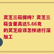 灵芝三萜提纯？灵芝三萜含量高达5.66克的灵芝应该怎样进行深加工