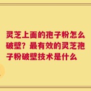 灵芝上面的孢子粉怎么破壁？最有效的灵芝孢子粉破壁技术是什么