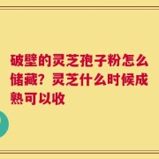 破壁的灵芝孢子粉怎么储藏？灵芝什么时候成熟可以收