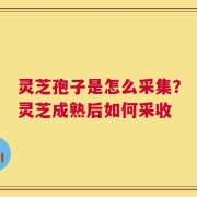 灵芝孢子是怎么采集？灵芝成熟后如何采收