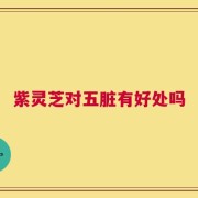 紫灵芝对五脏有好处吗