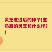 灵芝煮过后的样子(煮熟后的灵芝长什么样？)