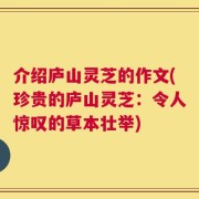 介绍庐山灵芝的作文(珍贵的庐山灵芝：令人惊叹的草本壮举)