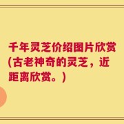 千年灵芝价绍图片欣赏(古老神奇的灵芝，近距离欣赏。)