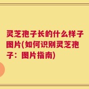 灵芝孢子长的什么样子图片(如何识别灵芝孢子：图片指南)