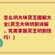 怎么切大块灵芝图解大全(灵芝大块切割详解，完美掌握灵芝切割技巧！)