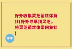 野外收集灵芝菌丝体复壮(野外寻草顶灵芝，将灵芝菌丝体带回复壮)