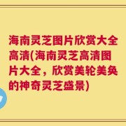 海南灵芝图片欣赏大全高清(海南灵芝高清图片大全，欣赏美轮美奂的神奇灵芝盛景)