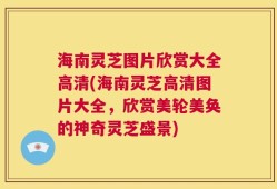 海南灵芝图片欣赏大全高清(海南灵芝高清图片大全，欣赏美轮美奂的神奇灵芝盛景)