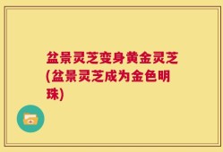 盆景灵芝变身黄金灵芝(盆景灵芝成为金色明珠)
