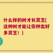 什么样的树才长灵芝(这种树才能让你种出好多灵芝！)