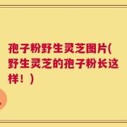 孢子粉野生灵芝图片(野生灵芝的孢子粉长这样！)