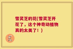 雪灵芝的花(雪灵芝开花了，这个神奇动植物真的太美了！)