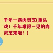 千年一遇肉灵芝(重头戏！千年难得一见的肉灵芝来啦！)